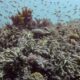 Great Barrier Reef records largest annual coral loss in 39 years
