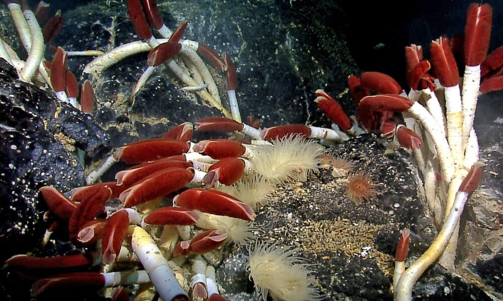 How deep in the ocean does life exist?