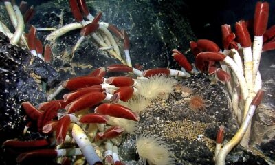 How deep in the ocean does life exist?