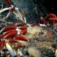 How deep in the ocean does life exist?