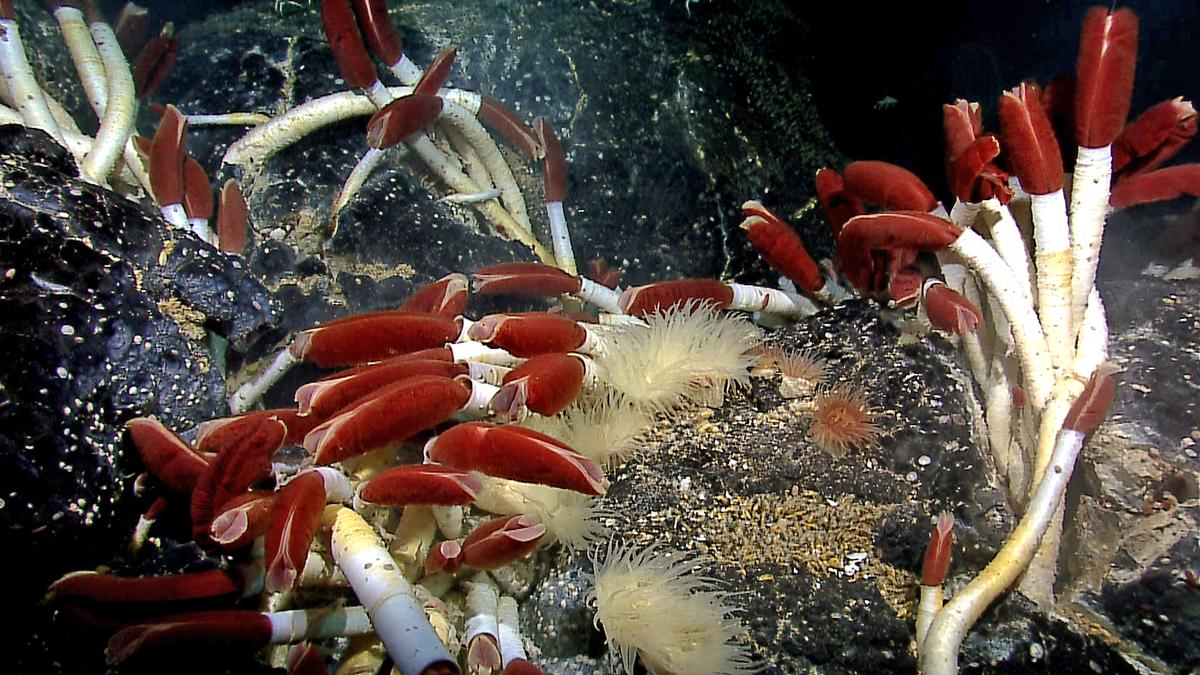 How deep in the ocean does life exist?