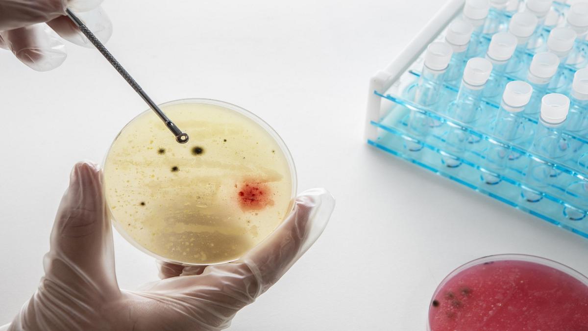 IIT Bombay researchers use microbes to unlock nature’s hidden rules  