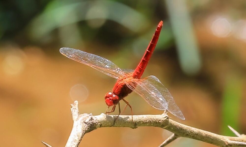 Ice Age’s winged relic rediscovered in Western Ghats