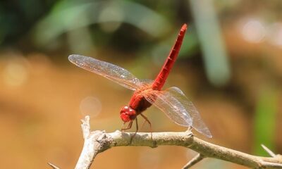 Ice Age’s winged relic rediscovered in Western Ghats