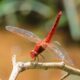 Ice Age’s winged relic rediscovered in Western Ghats