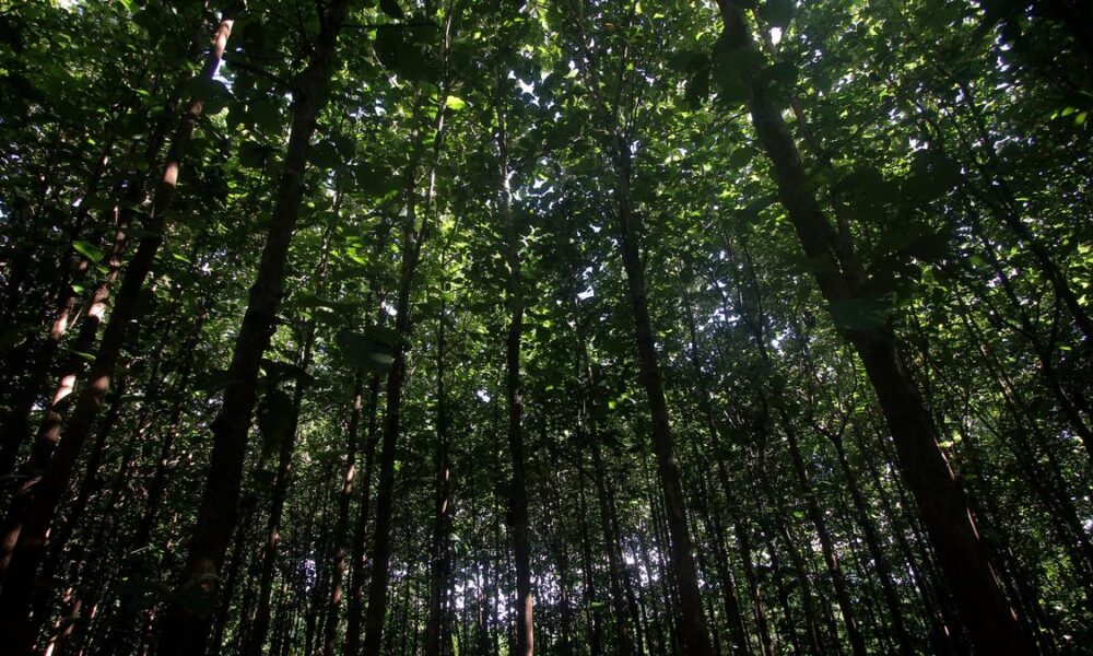 India lost 18 times more forest than it gained between 2015–2019, study finds  
