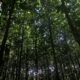 India lost 18 times more forest than it gained between 2015–2019, study finds  