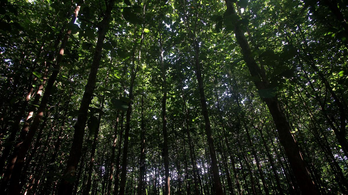 India lost 18 times more forest than it gained between 2015–2019, study finds  