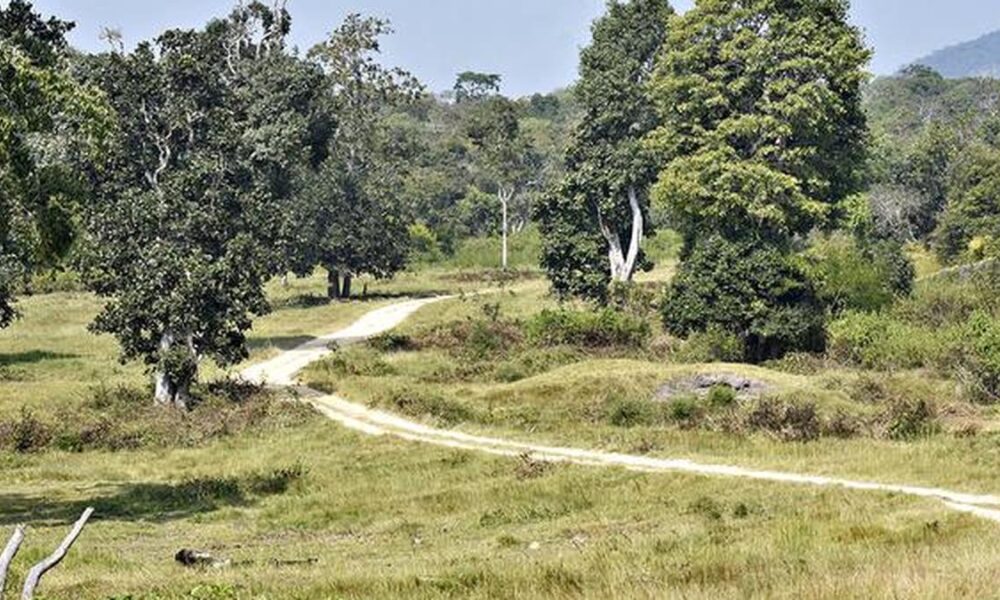 Is India underestimating the cost of dealing with invasive species?