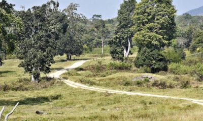 Is India underestimating the cost of dealing with invasive species?