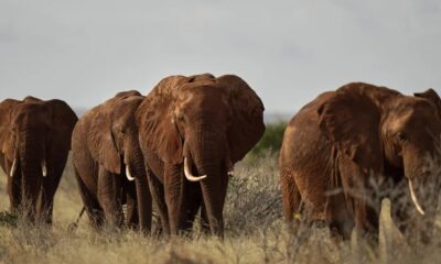 Kenyan farmers use bees, sesame to keep marauding elephants away