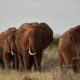 Kenyan farmers use bees, sesame to keep marauding elephants away