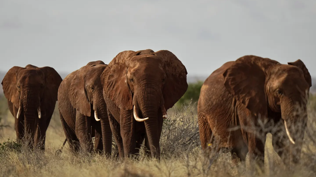 Kenyan farmers use bees, sesame to keep marauding elephants away