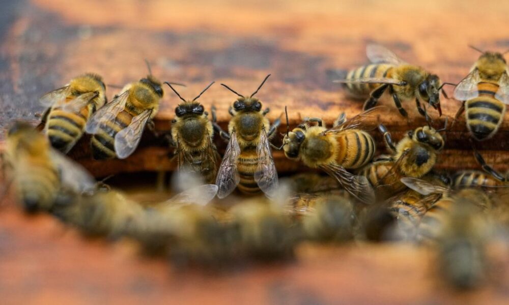 Nine solitary bee species discovered in Kerala for the first time