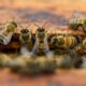 Nine solitary bee species discovered in Kerala for the first time