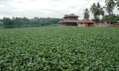 Only united action can stop the hyacinth’s invasion