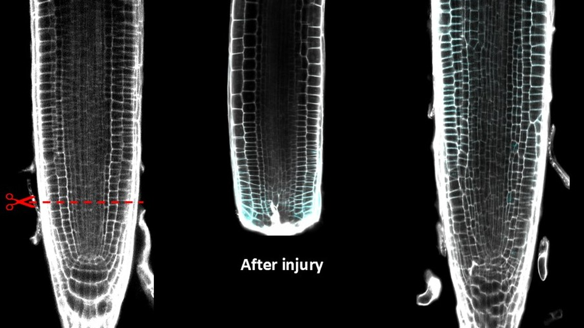 Reshaping during healing in plants