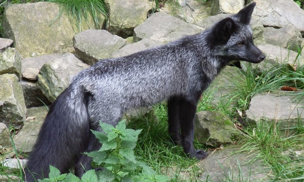 Science Quiz: Domesticating and breeding dogs