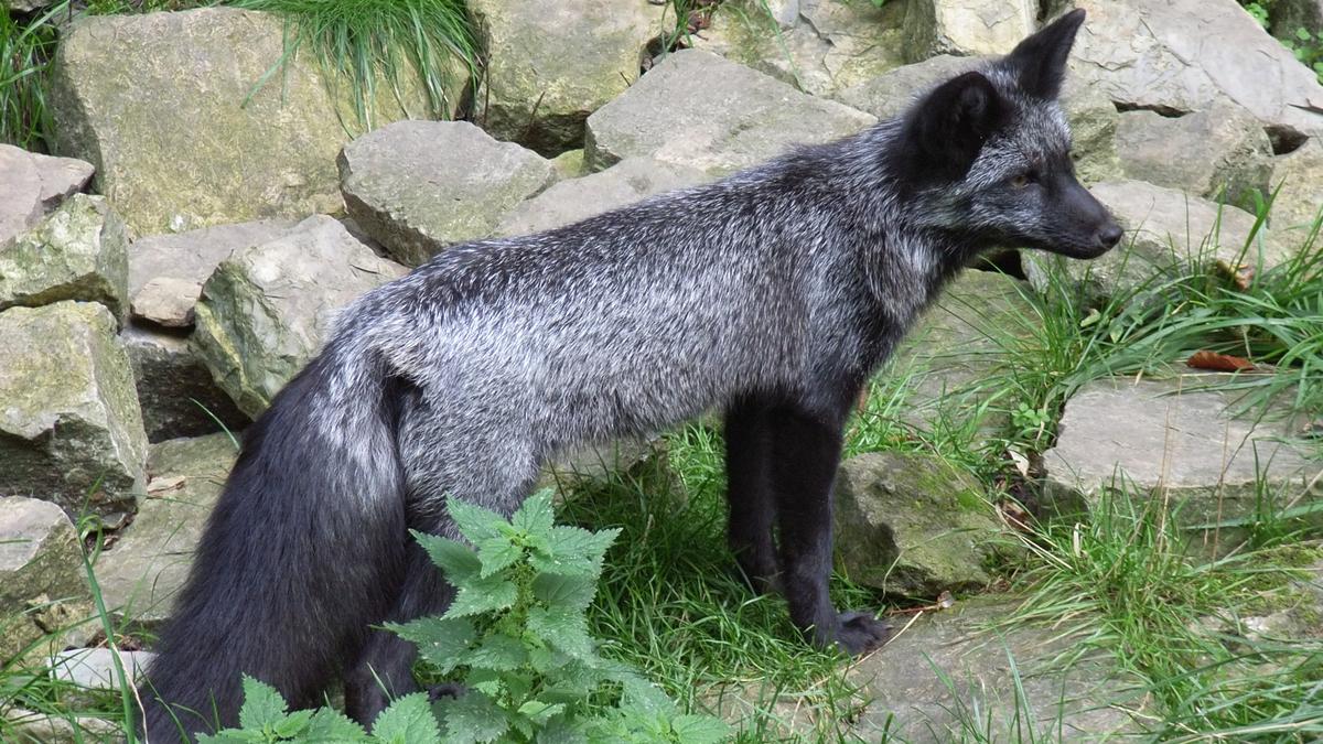 Science Quiz: Domesticating and breeding dogs