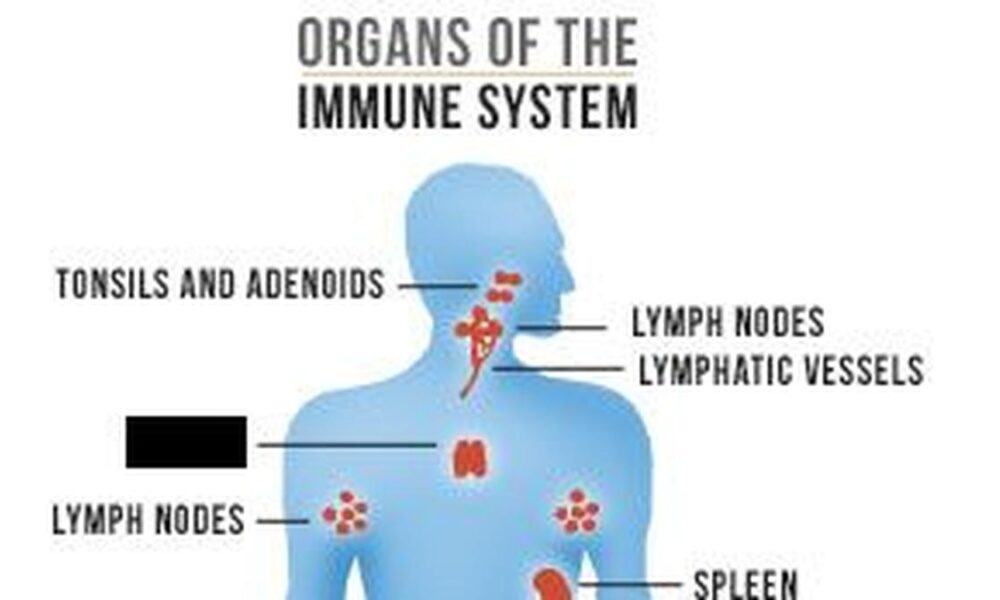 Science Quiz: On the immune system