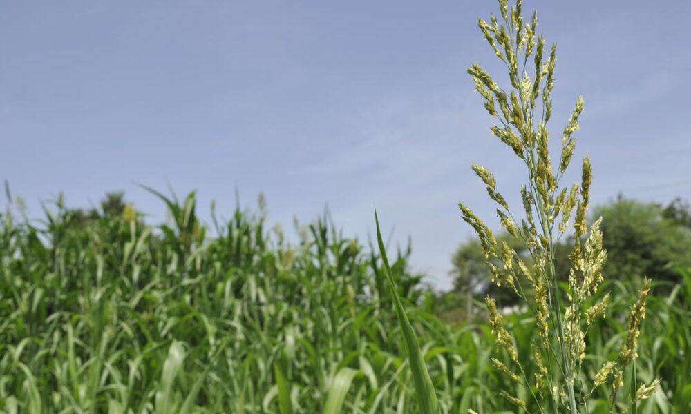 Scientists find gene that keeps rice from breaking during milling