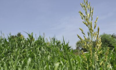 Scientists find gene that keeps rice from breaking during milling