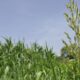 Scientists find gene that keeps rice from breaking during milling