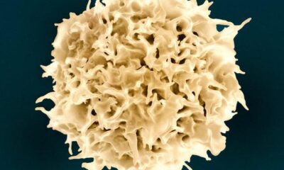 Scientists use AI-designed proteins to generate immune cells 