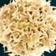 Scientists use AI-designed proteins to generate immune cells 