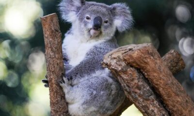 Australia approves world’s first vaccine to save koalas from chlamydia