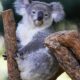 Australia approves world’s first vaccine to save koalas from chlamydia