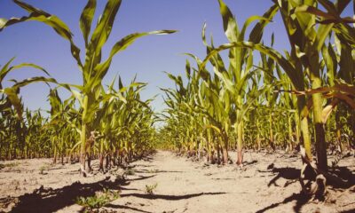 Clustering maize plants together can improve their insect resistance