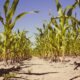 Clustering maize plants together can improve their insect resistance