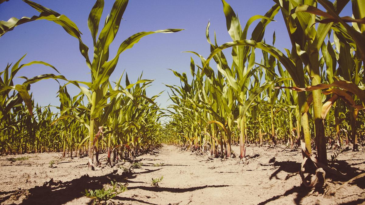 Clustering maize plants together can improve their insect resistance