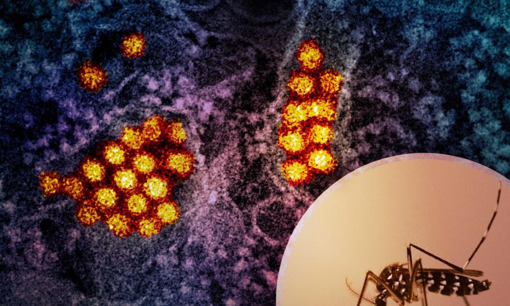 Crosstalk: waning immunity against Japanese encephalitis worsens dengue