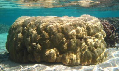 Data show seas rising faster around Maldives, Lakshadweep than believed