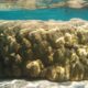 Data show seas rising faster around Maldives, Lakshadweep than believed