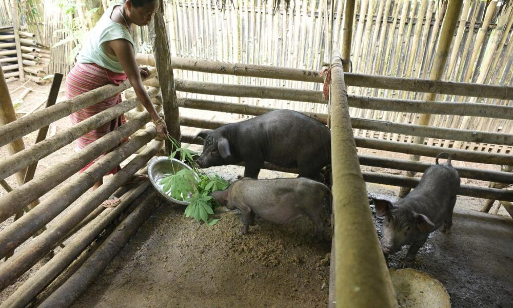 Fatter, more biosecure: Pig mission in Assam’s BTR has European imprint