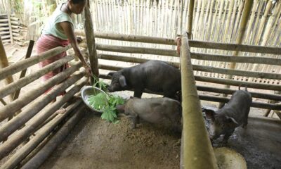 Fatter, more biosecure: Pig mission in Assam’s BTR has European imprint