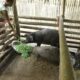 Fatter, more biosecure: Pig mission in Assam’s BTR has European imprint