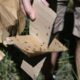 Greece targets threat of invasive fruit flies from Asia
