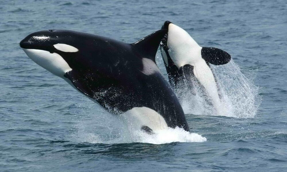 Killer whales are offering humans prey and waiting for a reply. Why?