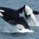 Killer whales are offering humans prey and waiting for a reply. Why?