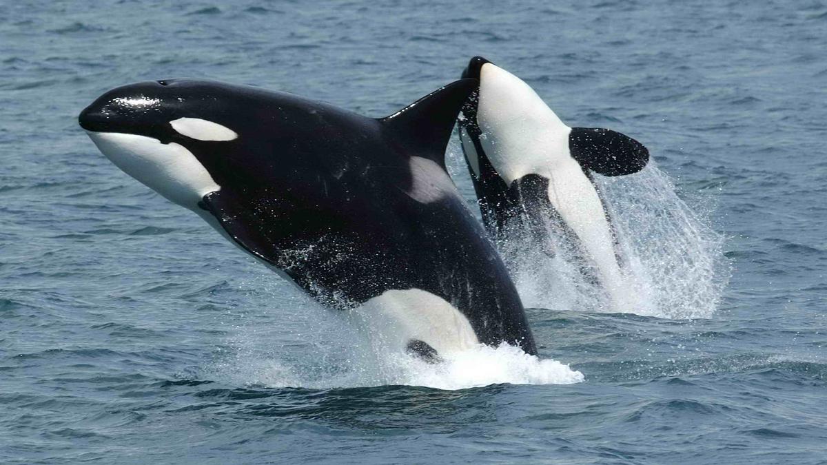 Killer whales are offering humans prey and waiting for a reply. Why?