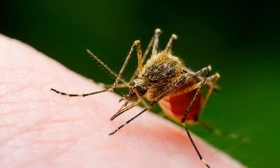 Mosquitoes suck — but should we simply get rid of them?