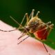 Mosquitoes suck — but should we simply get rid of them?