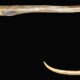 New species of finless snake eel named after Kanniyakumari