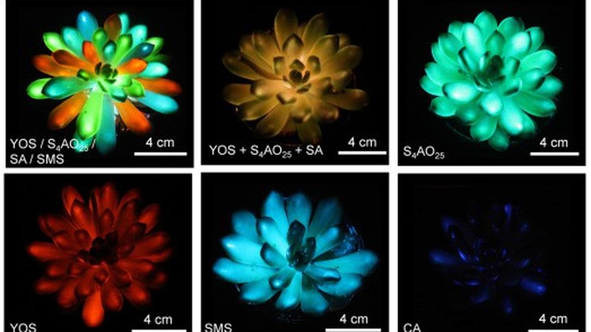 Science for all: A new type of plant that emits light, but without the genetic engineering this time