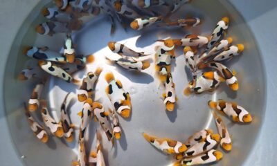 Scientists develop designer clownfish