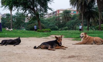 Stray dog crisis in India and why science is key to finding solutions